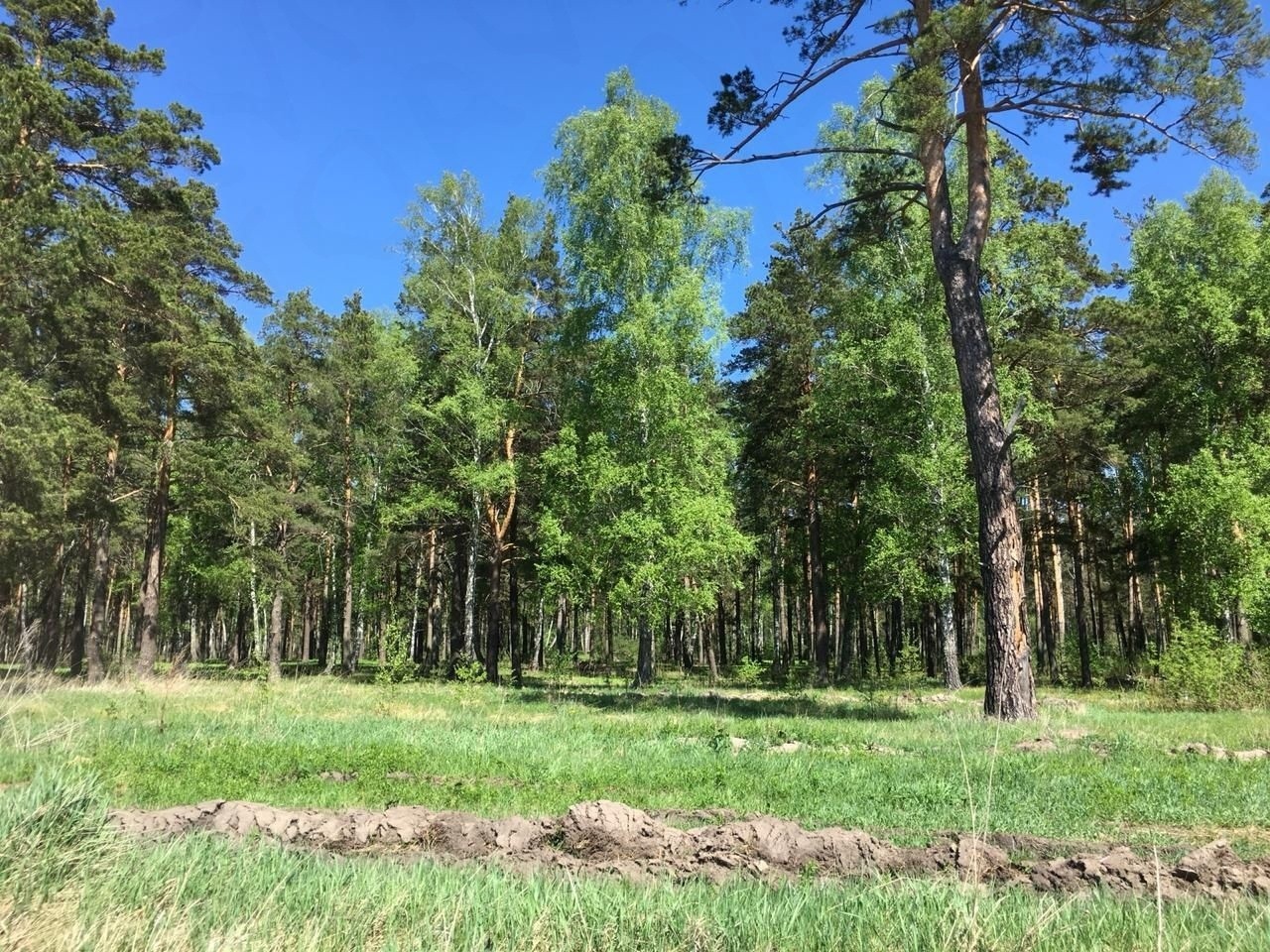 Озерки алтайский край. Лес село Озерки Тальменский район Алтайский край. С Озерки Алтайский край Чарышский район. Алтайский край село Озерки Чарышский район. Озерки Алтайский край озеро.